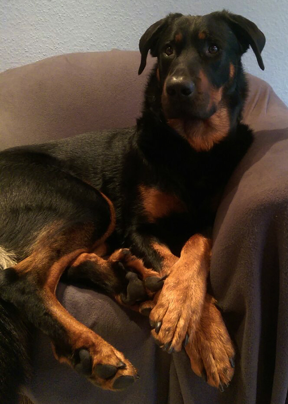 Hiver auf dem Sessel