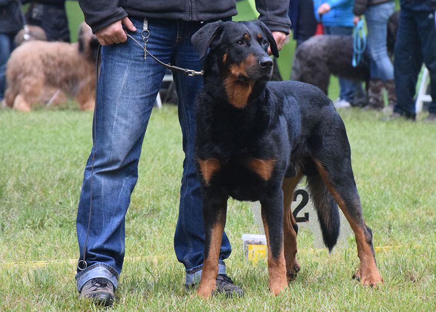 Hiver auf der Clubausstellung in Wietzen 2016.