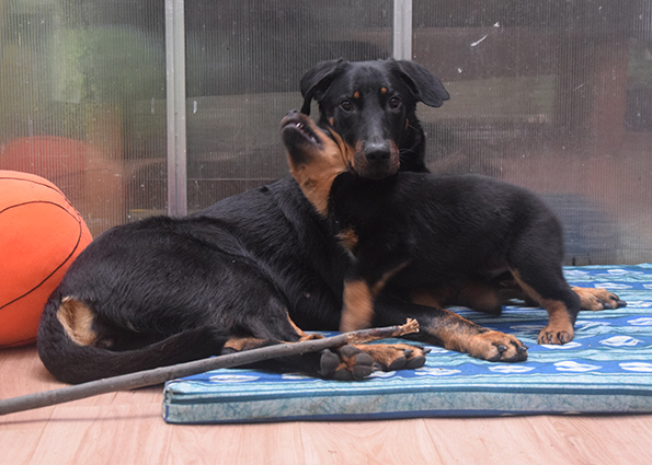 6 Wochen alter Beauceron mit Mutter