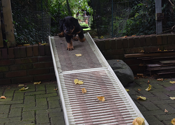 Beauceron Welpe läuft eine Rampe runter