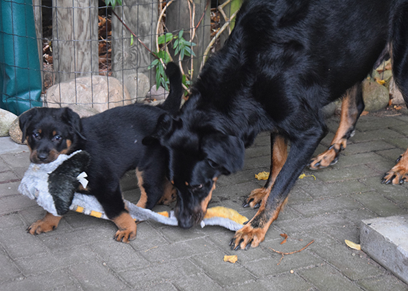 Beauceron Welpe spielt mit seiner Mutter.