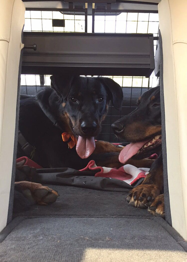 Beauceron während der Autofahrt.