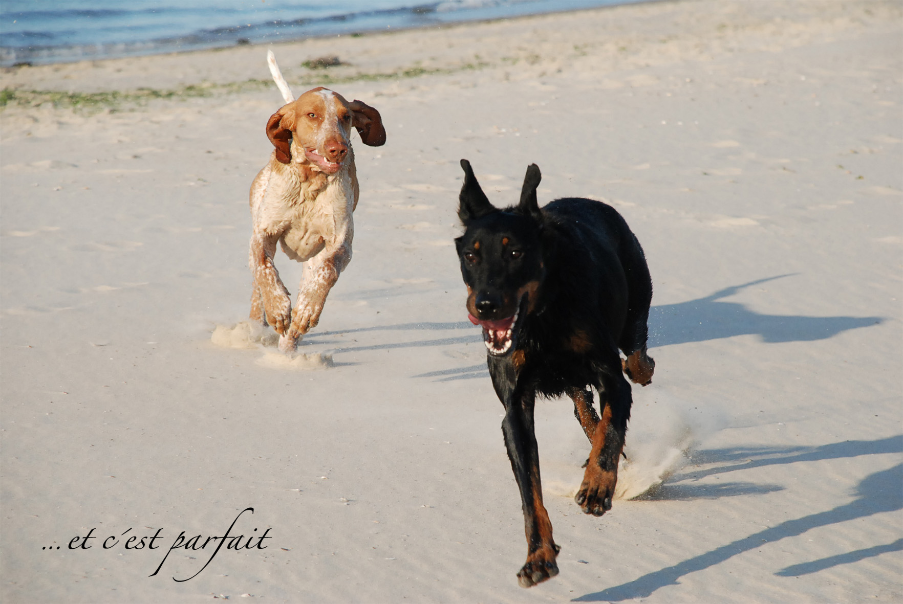 Cleo mit Bracco Italiano 2