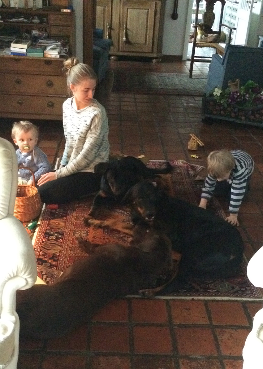 Die Hunde wollen immer mittendrin sein.