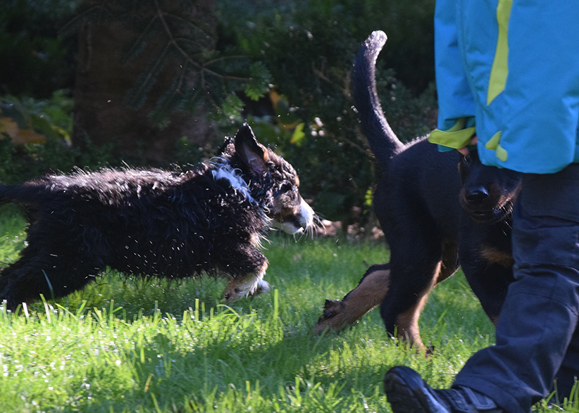 Aktion im Welpenspiel.