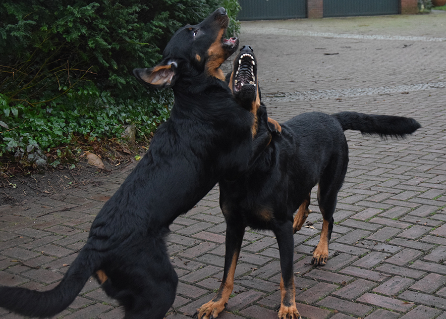 vier Monate alter Beauceron beim Ringen mit seiner Mutter..
