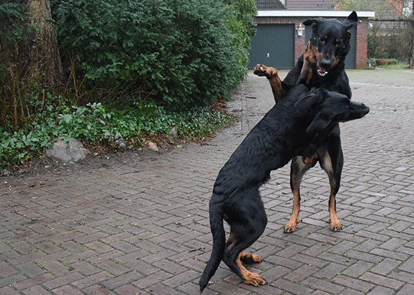 Beauceron ringen miteinander.