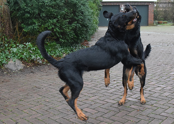 Beauceron ringen.