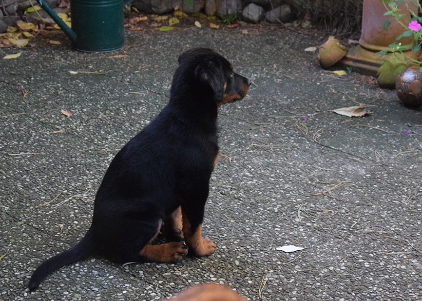 Aufmerksamer Beauceronwelpe.