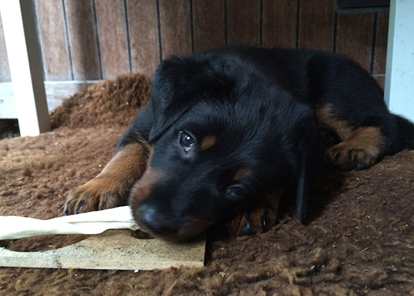 Mit dem Kauknochen geht es geschmackvoller.