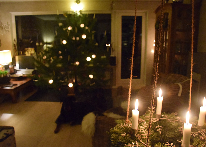 Beaucerons im Weihnachtszimmer.