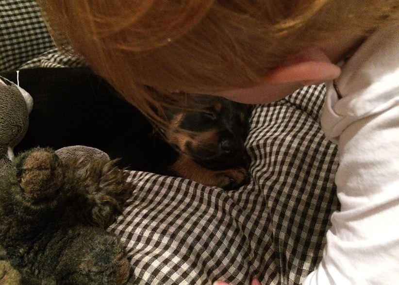 Streicheln des Welpens.