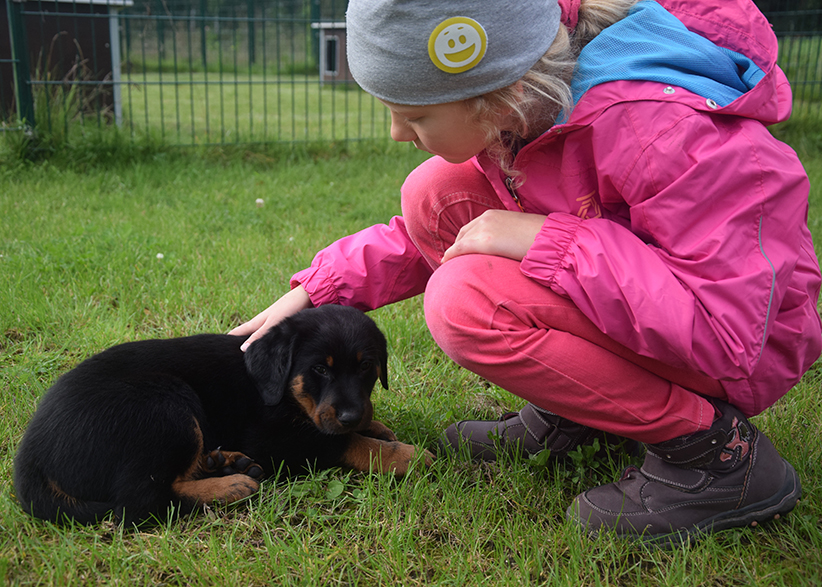 Tipo mit einem Kind in der Welpenschule.