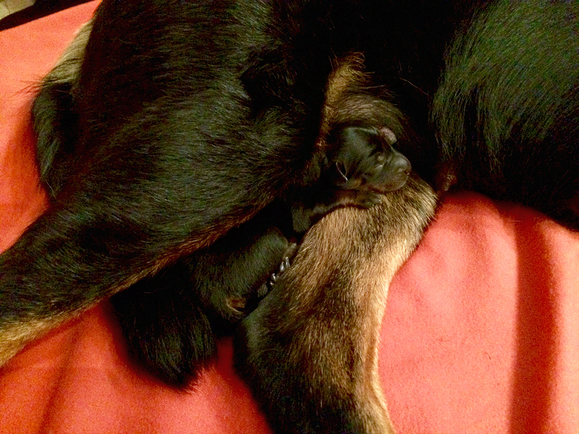 Cleo hat sehr instiktsicher die Geburt ihres einzigen Welpen, einem Rüden, 	am 11. August hinter sich gebracht und kümmert sich sehr lieb um ihn. Auf diesem Foto ist er 12 Stunden alt.