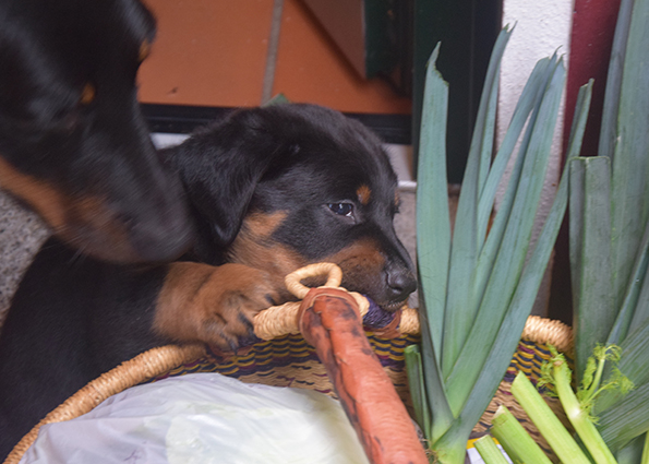 Cleo scheint sich der Richtigkeit dessen nicht so sicher....;)