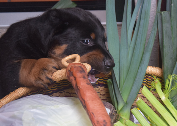 ...die Zähne am Einkaufskorb versuchen...