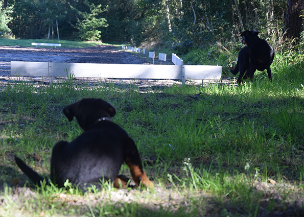 Beauceronwelpe kratzt sich.