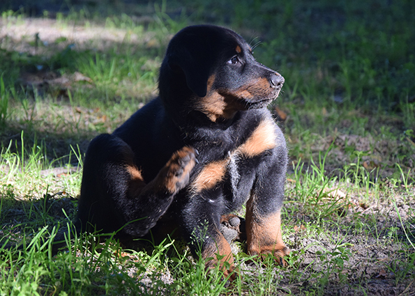 Und schon wieder Kratzen.