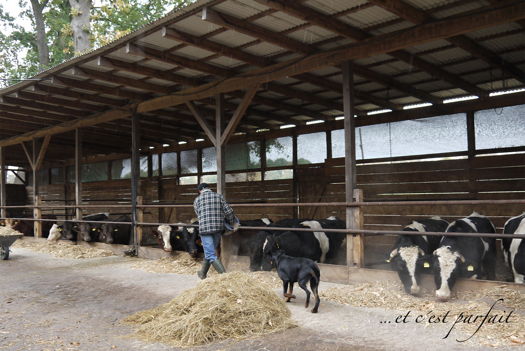 Cleo im Stall mit Kühen