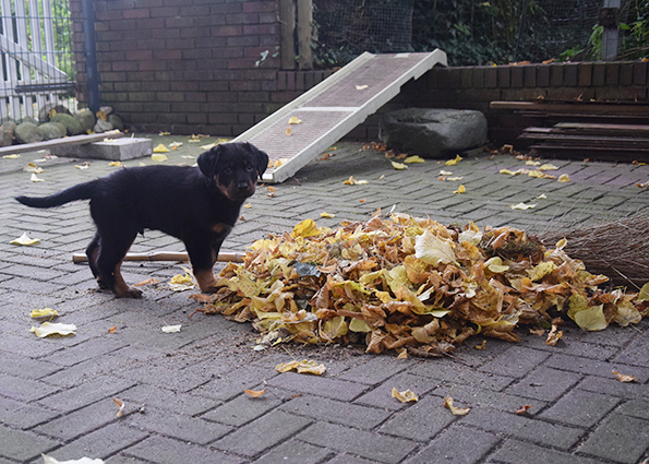 5 Wochen alter Beauceron
