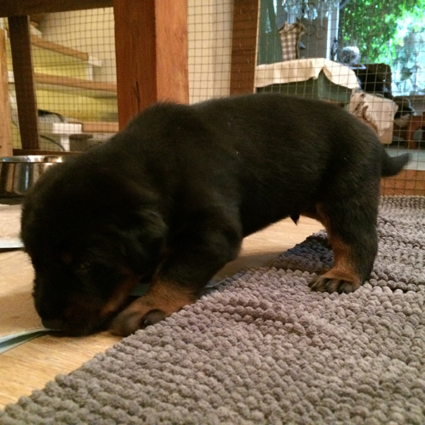 Beauceronwelpe beginnt zu Laufen