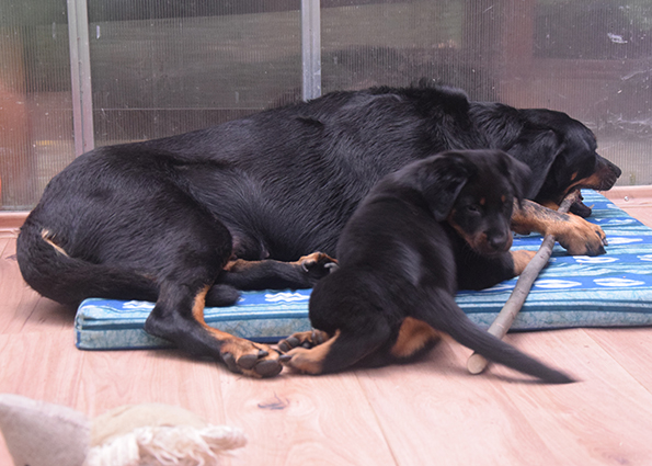Beauceron Welpe mit Mutter beim Stock kauen.