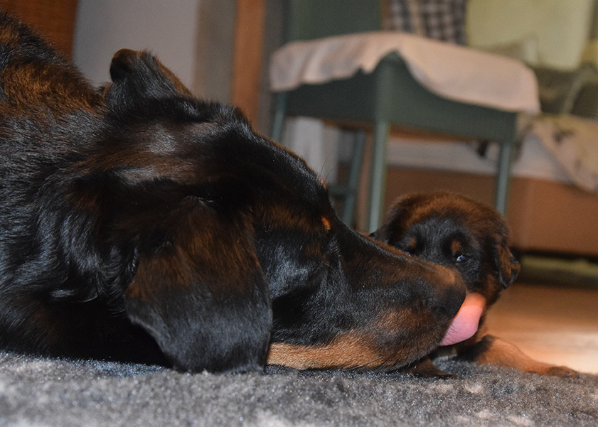 Beauceron Welpe wird geputzt
