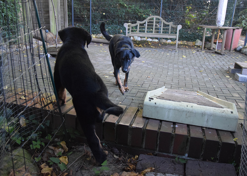 Tipo springt jetzt die Stufe runter.