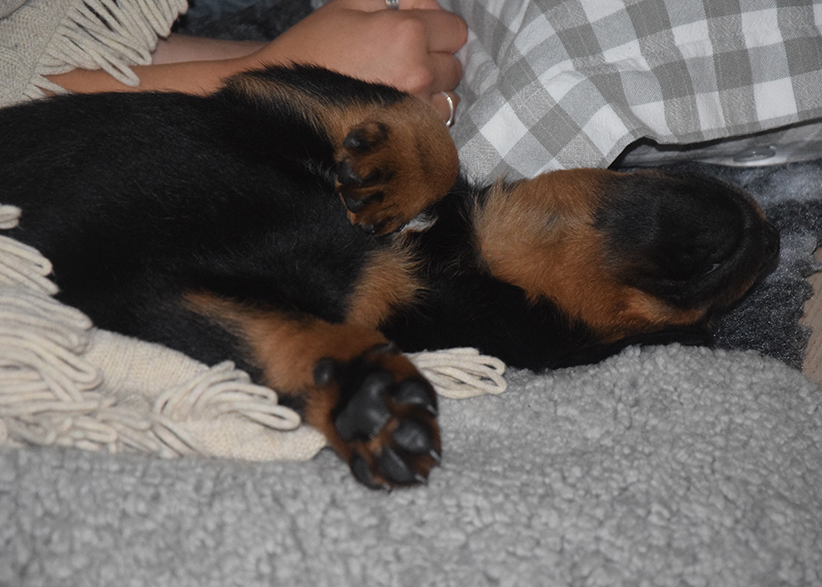 Tipo erkundet sein Reich