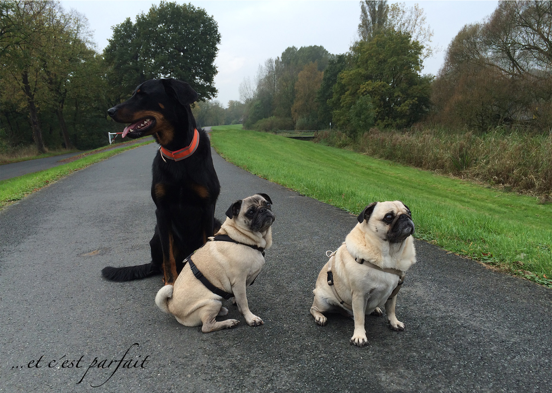 Cleo mit zwei Möpsen