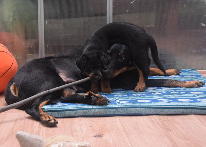 Welpe mit Mutter.