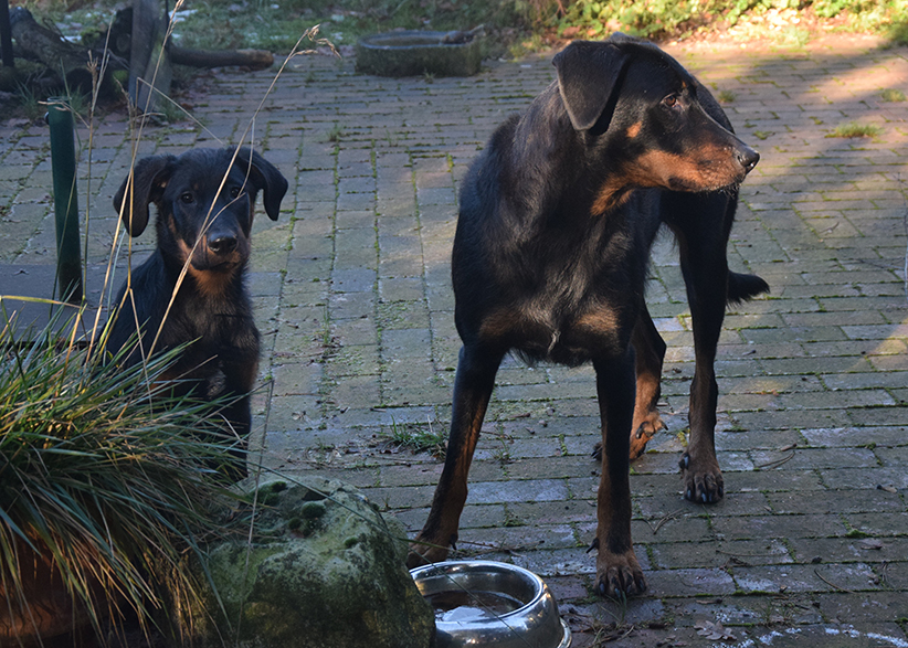 Tipo und Cleo im Garten.