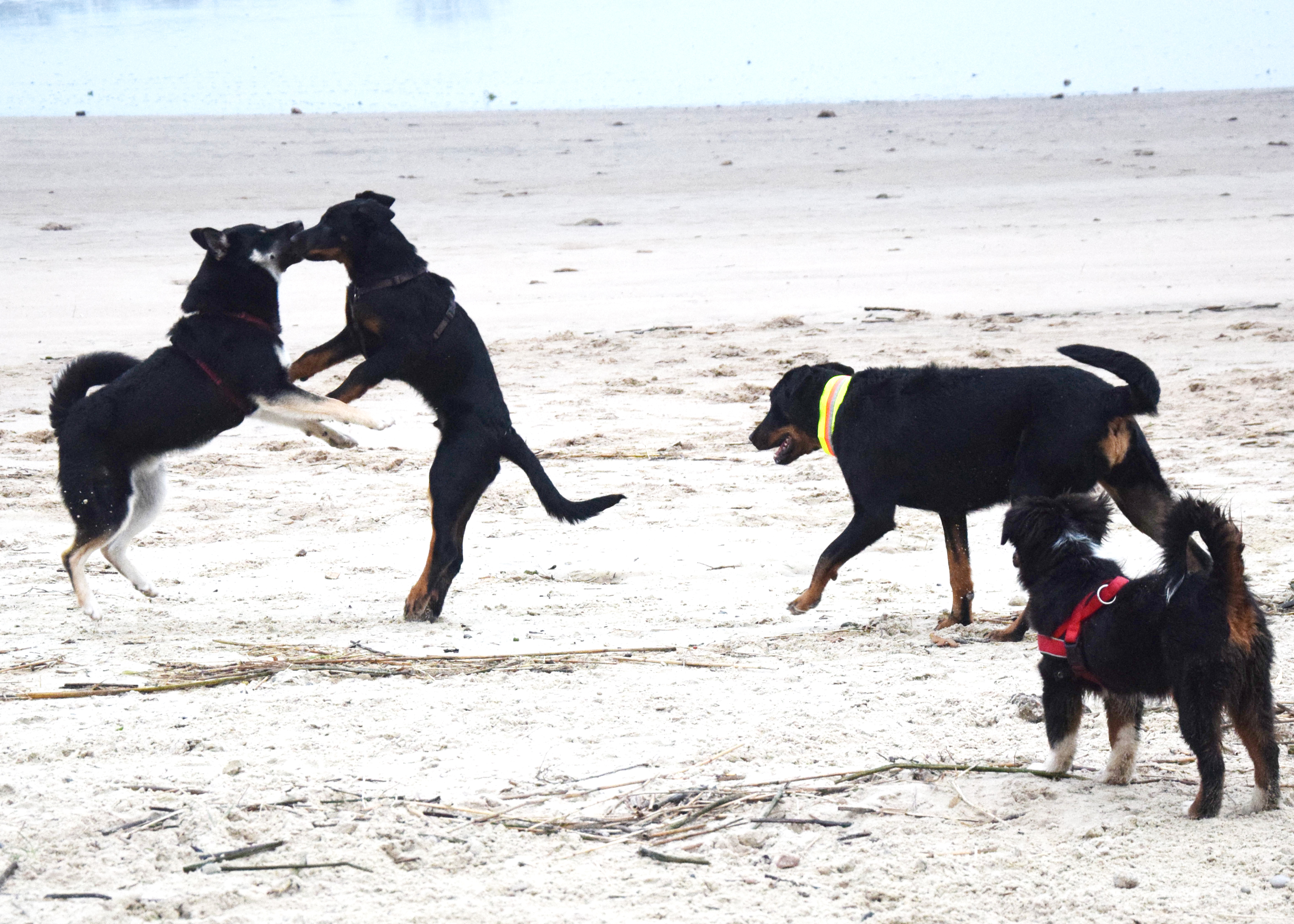 Neue Hundebekanntschaften.