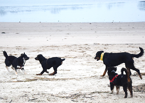 Beauceron beim Spazieren gehen.