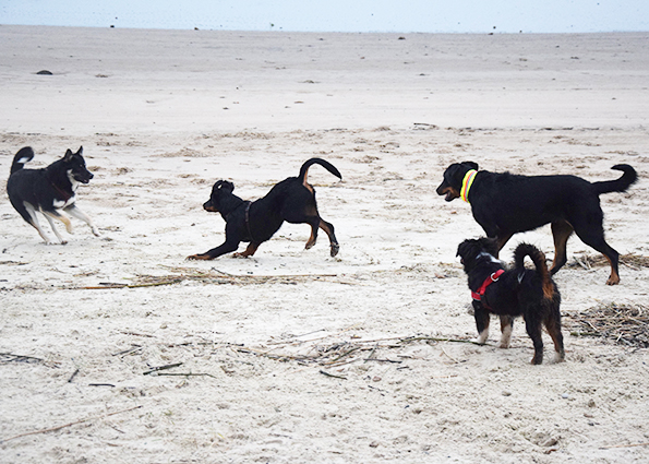 Beauceron beim Spazieren gehen.