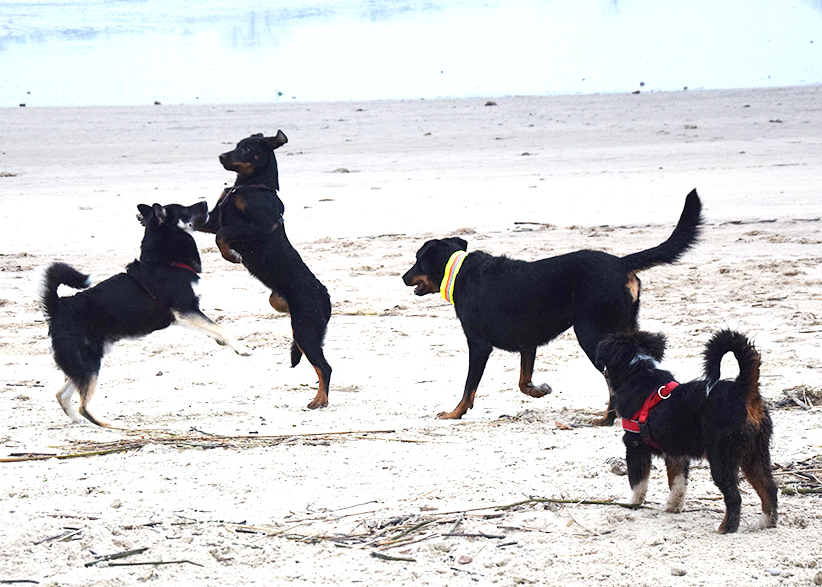 Beauceron beim Spazieren gehen.
