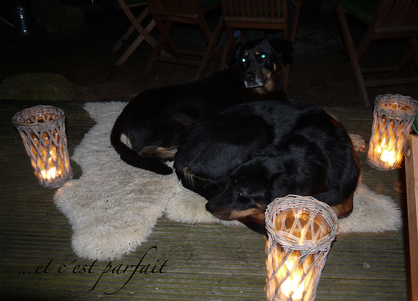 Cleo und Princess beim Osterfeuer