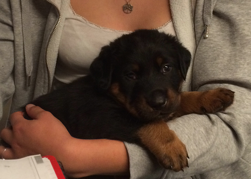 Tipo erkundet sein Reich