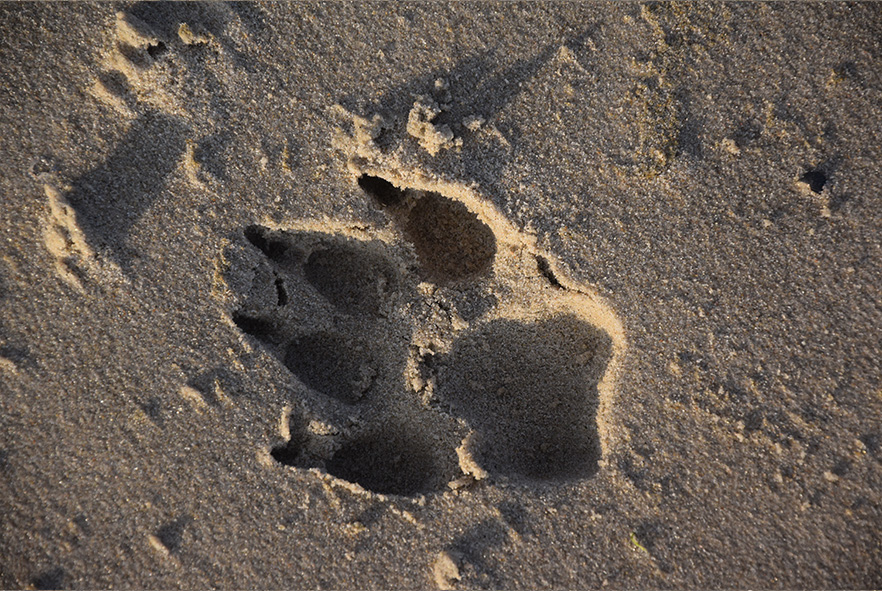 Cleo's Pfotenabdruck