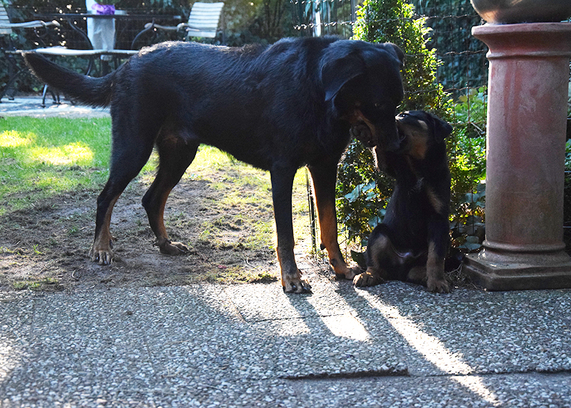 Cleo nimmt Tipos Pfote ins Maul.