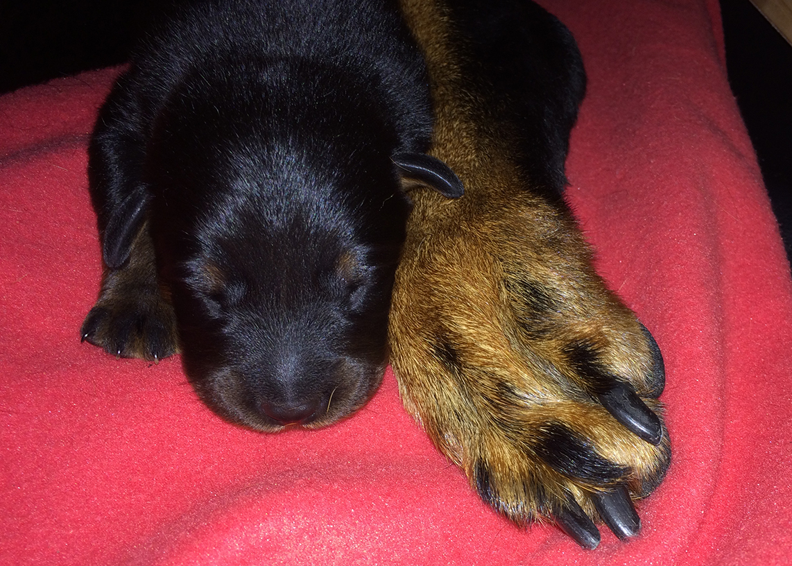 Klein wie die Pfote der Mutter ist der Kopf des Welpen