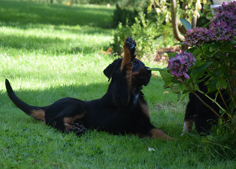 Typisches Spielverhalten bei meinen Beaucerons.