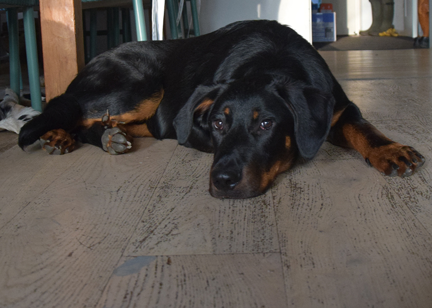 Beauceron ein halbes Jahr alt.