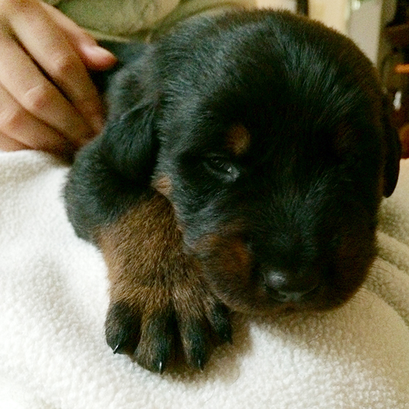 Tipo öffnet die Augen