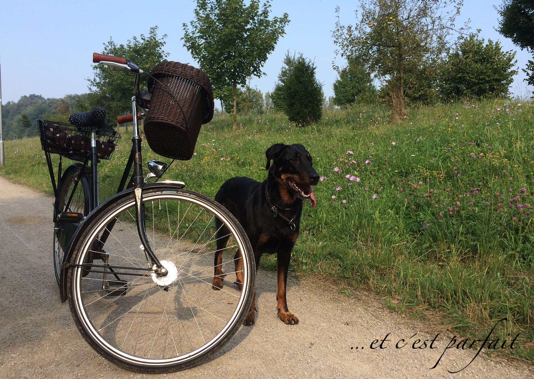 Cleo am Fahrrad