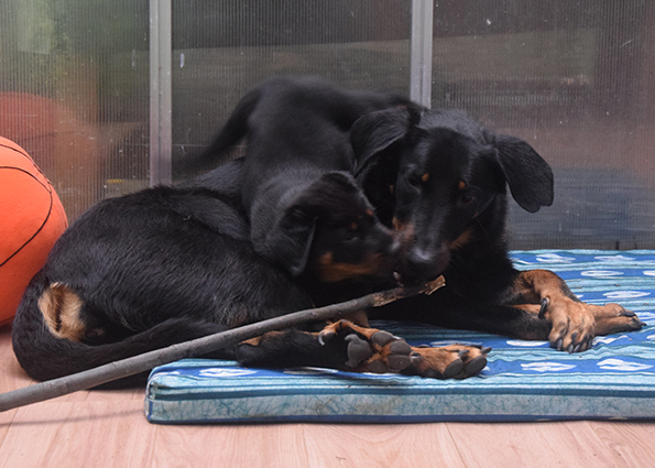 Beauceron Welpe spielt.