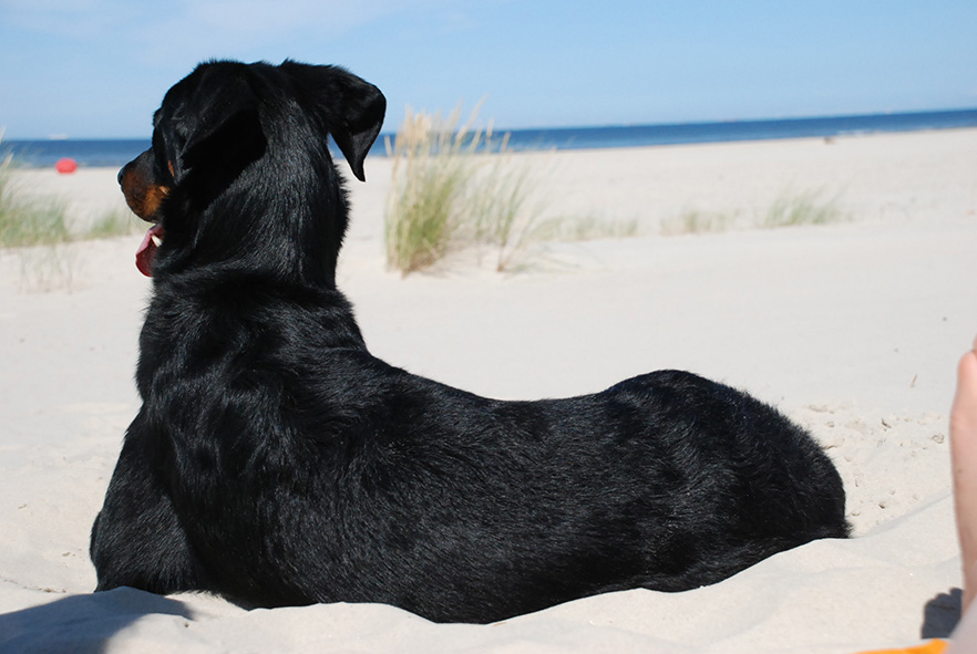 Cleo am Strand