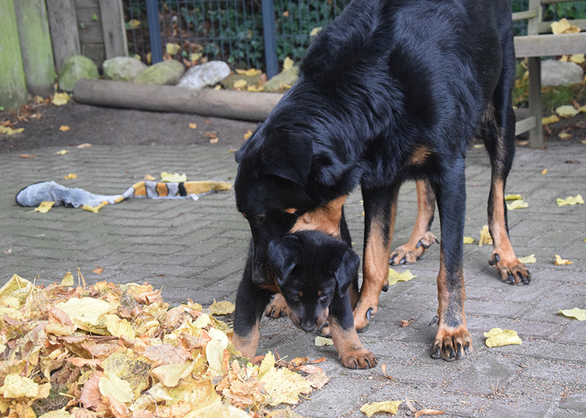 Welpe wird von seiner Mutter in seine Grenzen gewiesen..