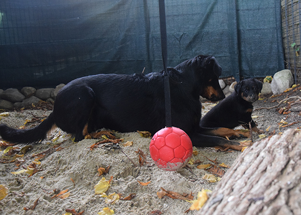 Beauceron Welpe spielt mit seiner Mutter.