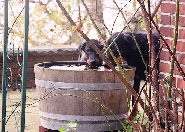 Tipo und Cleo trinken aus einem Bottich.